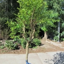 Granaatappel Op Stam (Punica Granatum) -Tuin Puur Verkoop punica03