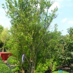 Granaatappel Als Struik (Punica Granatum) -Tuin Puur Verkoop punica granatum 250 300 c285 meerstammig