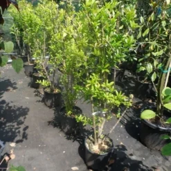 Granaatappel Als Struik (Punica Granatum) -Tuin Puur Verkoop punica granatum 80 100 125 c12