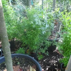 Granaatappel Als Struik (Punica Granatum) -Tuin Puur Verkoop punica granatum c10