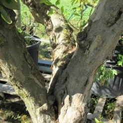 Granaatappel Op Stam (Punica Granatum) -Tuin Puur Verkoop punicaoud03 1