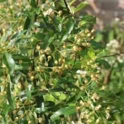 Vuurdoorn (Pyracantha 'Orange Glow') 16 Vuurdoorn (Pyracantha 'Orange Glow') -Tuin Puur Verkoop pyracantha orange glow 1