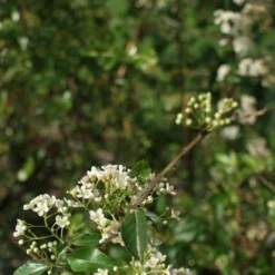 Vuurdoorn (Pyracantha 'Orange Glow') 21 Vuurdoorn (Pyracantha 'Orange Glow') -Tuin Puur Verkoop pyracantha orange glow 2