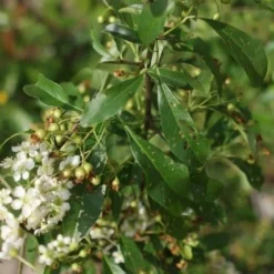 Vuurdoorn (Pyracantha 'Orange Glow') 22 Vuurdoorn (Pyracantha 'Orange Glow') -Tuin Puur Verkoop pyracantha orange glow 3