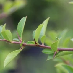 Vuurdoorn (Pyracantha 'Orange Glow') 19 Vuurdoorn (Pyracantha 'Orange Glow') -Tuin Puur Verkoop pyracantha orange glow 4