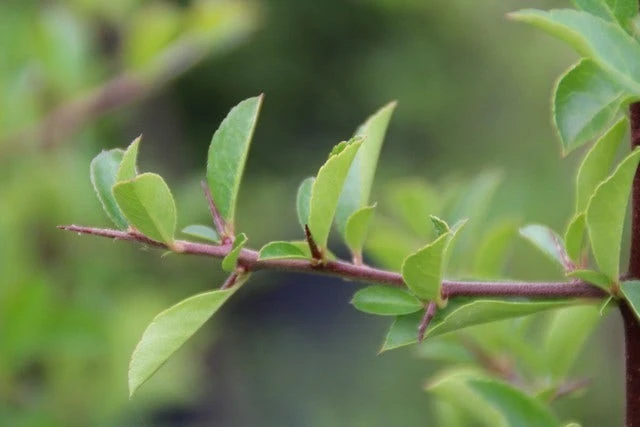 Vuurdoorn (Pyracantha 'Orange Glow') 8 Vuurdoorn (Pyracantha 'Orange Glow') - Afbeelding 6