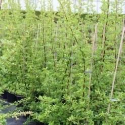 Vuurdoorn (Pyracantha 'Orange Glow') 24 Vuurdoorn (Pyracantha 'Orange Glow') -Tuin Puur Verkoop pyracantha orange glow 6