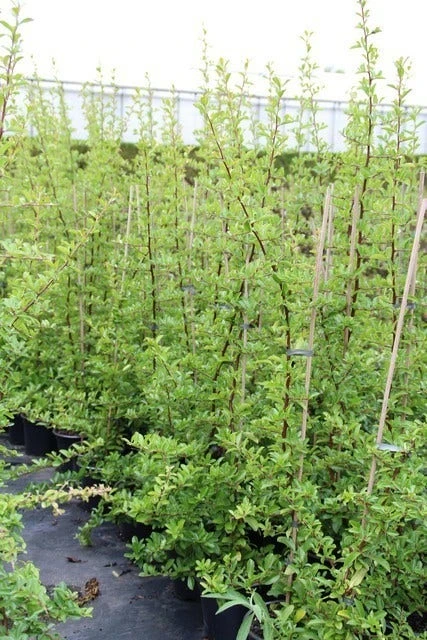 Vuurdoorn (Pyracantha 'Orange Glow') 13 Vuurdoorn (Pyracantha 'Orange Glow') - Afbeelding 11