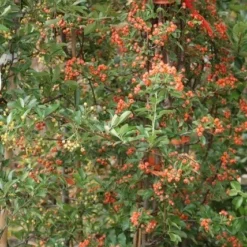 Vuurdoorn (Pyracantha 'Orange Glow') 20 Vuurdoorn (Pyracantha 'Orange Glow') -Tuin Puur Verkoop pyracantha orange glow 9