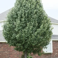 Chinese Sierpeer (Pyrus Calleryana 'Chanticleer') 17 Chinese Sierpeer (Pyrus Calleryana 'Chanticleer') -Tuin Puur Verkoop pyrus calleryana
