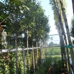 Chinese Sierpeer (Pyrus Calleryana 'Chanticleer') 20 Chinese Sierpeer (Pyrus Calleryana 'Chanticleer') -Tuin Puur Verkoop pyrus calleryana chanticleer 12 14ho cont