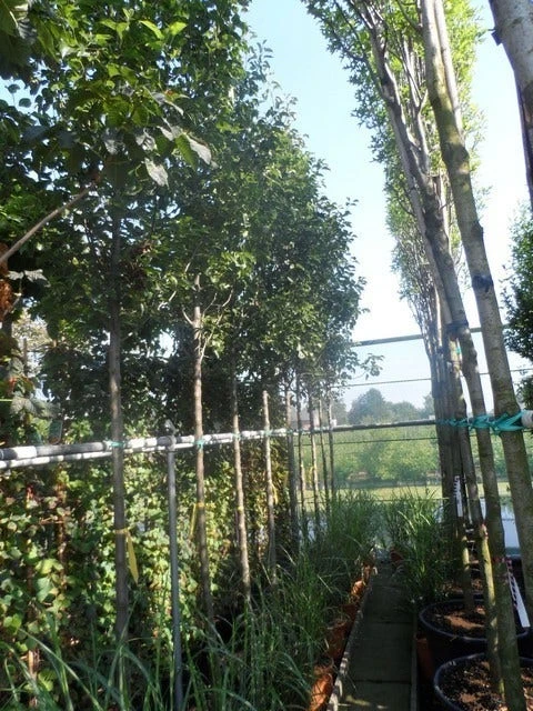 Chinese Sierpeer (Pyrus Calleryana 'Chanticleer') 10 Chinese Sierpeer (Pyrus Calleryana 'Chanticleer') - Afbeelding 8