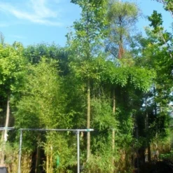 Chinese Sierpeer (Pyrus Calleryana 'Chanticleer') 21 Chinese Sierpeer (Pyrus Calleryana 'Chanticleer') -Tuin Puur Verkoop pyrus calleryana chanticleer 16 18ho cont