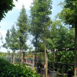 Chinese Sierpeer (Pyrus Calleryana 'Chanticleer') 22 Chinese Sierpeer (Pyrus Calleryana 'Chanticleer') -Tuin Puur Verkoop pyrus calleryana chanticleer 20 25ho c200