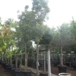 Chinese Sierpeer (Pyrus Calleryana 'Chanticleer') 19 Chinese Sierpeer (Pyrus Calleryana 'Chanticleer') -Tuin Puur Verkoop pyrus calleryana chanticleer 25 30ho c285