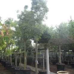 Chinese Sierpeer (Pyrus Calleryana 'Chanticleer') 23 Chinese Sierpeer (Pyrus Calleryana 'Chanticleer') -Tuin Puur Verkoop pyrus calleryana chanticleer 25 30ho c285 1