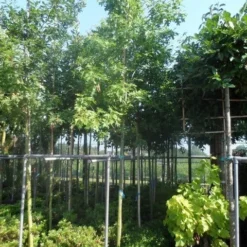 Moeraseik (Quercus Palustris) -Tuin Puur Verkoop quercus palustris 10 12 14ho cont