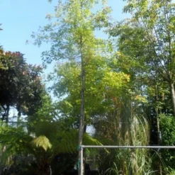 Moeraseik (Quercus Palustris) -Tuin Puur Verkoop quercus palustris 14 16 18ho cont