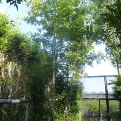 Moeraseik (Quercus Palustris) -Tuin Puur Verkoop quercus palustris 16 18ho cont