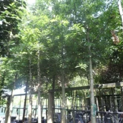 Moeraseik (Quercus Palustris) -Tuin Puur Verkoop quercus palustris 25 30ho c250 extra