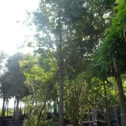 Moeraseik (Quercus Palustris) -Tuin Puur Verkoop quercus palustris 40 50ho c1000