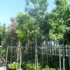 Zomereik (Quercus Robur) -Tuin Puur Verkoop quercus robur 10 12 14ho cont