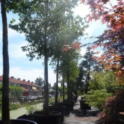 Zomereik (Quercus Robur) -Tuin Puur Verkoop quercus robur 35 40ho c750 1