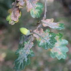 Zomereik (Quercus Robur) -Tuin Puur Verkoop quercus robur eikenboom 1