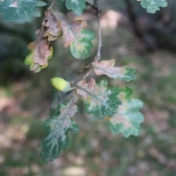 Zomereik (Quercus Robur) -Tuin Puur Verkoop quercus robur eikenboom 2