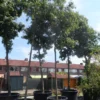 Amerikaanse Eik (Quercus Rubra) -Tuin Puur Verkoop quercus rubra 25 30ho c500