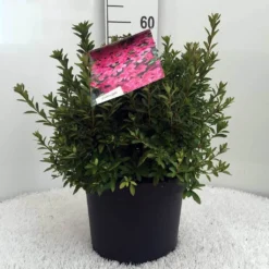 Japanse Azalea (Rhododendron 'Madame Van Hecke') 24 Japanse Azalea (Rhododendron 'Madame Van Hecke') -Tuin Puur Verkoop r. aj mme van hecke c10