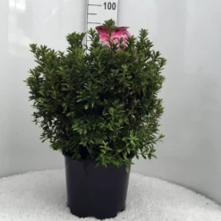 Japanse Azalea (Rhododendron 'Madame Van Hecke') 27 Japanse Azalea (Rhododendron 'Madame Van Hecke') -Tuin Puur Verkoop r. aj mme van hecke c15