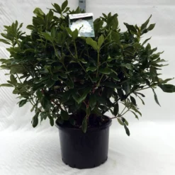 Rhododendron (Rhododendron 'Cunningham White') 33 Rhododendron (Rhododendron 'Cunningham White') -Tuin Puur Verkoop r. cunningh white c40