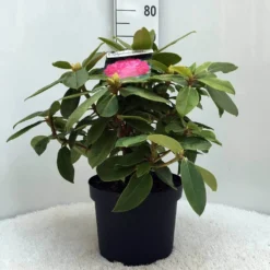 Rhododendron (Rhododendron 'Germania') -Tuin Puur Verkoop r. germania c10 50 cm