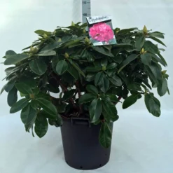 Rhododendron (Rhododendron 'Germania') -Tuin Puur Verkoop r. germania c30