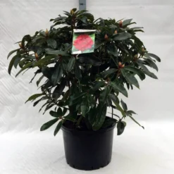 Rhododendron (Rhododendron 'Halfdan Lem') 8 Rhododendron (Rhododendron 'Halfdan Lem') -Tuin Puur Verkoop r. halfdan lem c40