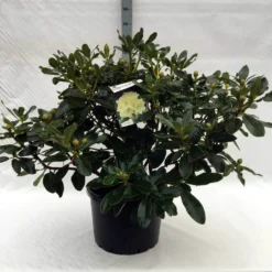 Rhododendron (Rhododendron 'Horizon Monarch') -Tuin Puur Verkoop r. horizon monarch c40