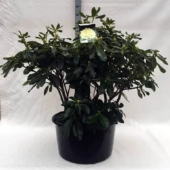 Rhododendron (Rhododendron 'Horizon Monarch') -Tuin Puur Verkoop r. horizon monarch c80