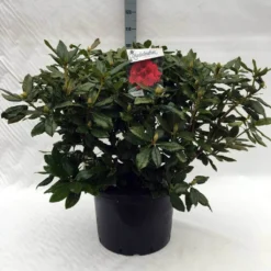 Rhododendron (Rhododendron 'Lord Roberts') 15 Rhododendron (Rhododendron 'Lord Roberts') -Tuin Puur Verkoop r. lord roberts c40