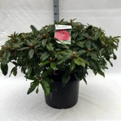 Rhododendron (Rhododendron 'Marie Forte') 21 Rhododendron (Rhododendron 'Marie Forte') -Tuin Puur Verkoop r. marie forte c40