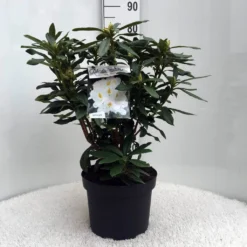 Rhododendron (Rhododendron 'Madame Masson') -Tuin Puur Verkoop r. mme masson c10 50 cm