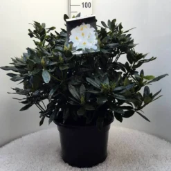 Rhododendron (Rhododendron 'Madame Masson') -Tuin Puur Verkoop r. mme masson c20