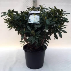 Rhododendron (Rhododendron 'Madame Masson') -Tuin Puur Verkoop r. mme masson c30