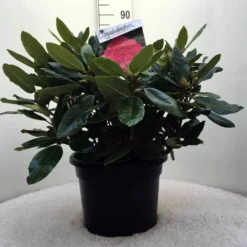 Rhododendron (Rhododendron 'American Beauty') 19 Rhododendron (Rhododendron 'American Beauty') -Tuin Puur Verkoop r. p.a. beauty c20