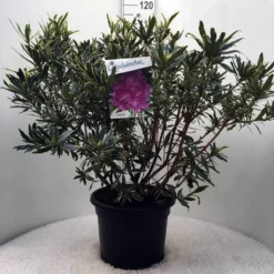 Bosrhododendron (Rhododendron Ponticum 'Variegatum') 26 Bosrhododendron (Rhododendron Ponticum 'Variegatum') -Tuin Puur Verkoop r. pont. variegatum c20