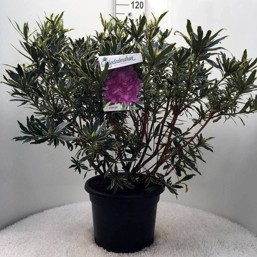 Bosrhododendron (Rhododendron Ponticum 'Variegatum') 12 Bosrhododendron (Rhododendron Ponticum 'Variegatum') - Afbeelding 10