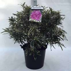 Bosrhododendron (Rhododendron Ponticum 'Variegatum') 31 Bosrhododendron (Rhododendron Ponticum 'Variegatum') -Tuin Puur Verkoop r. pont. variegatum c30