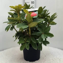 Rhododendron (Rhododendron 'Red Jack') 29 Rhododendron (Rhododendron 'Red Jack') -Tuin Puur Verkoop r. red jack c10 50 cm