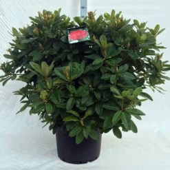 Rhododendron (Rhododendron 'Red Jack') 38 Rhododendron (Rhododendron 'Red Jack') -Tuin Puur Verkoop r. red jack c40