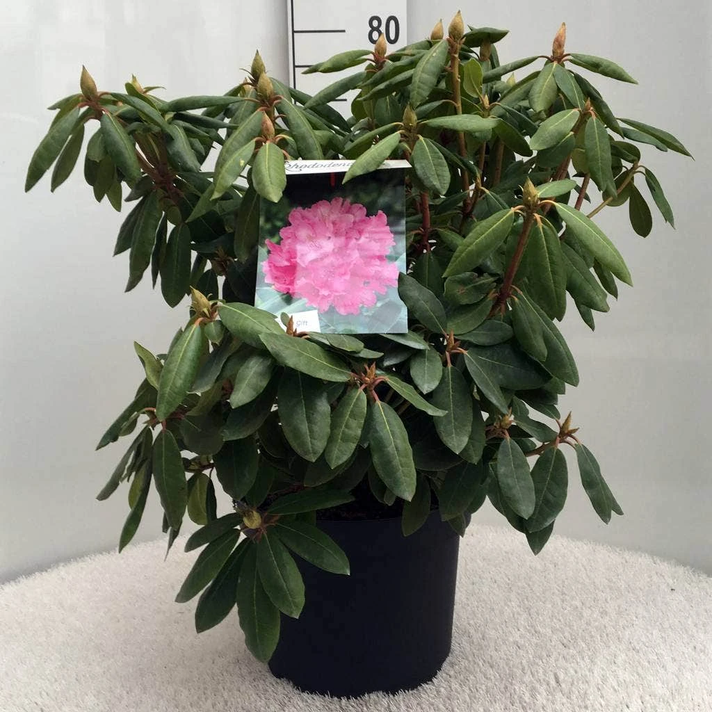 Rhododendron (Rhododendron 'Roseum Elegans') 7 Rhododendron (Rhododendron 'Roseum Elegans') - Afbeelding 5